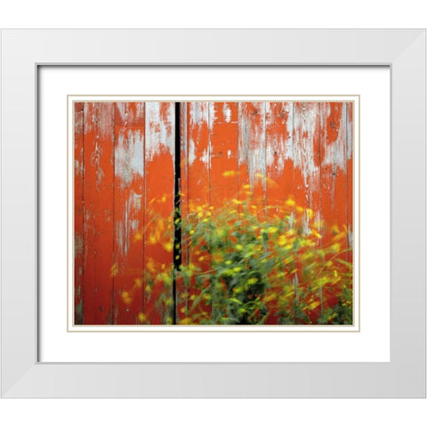 OR, Wallowa Co, Wind blowing wild mustard plant White Modern Wood Framed Art Print with Double Matting by Terrill, Steve