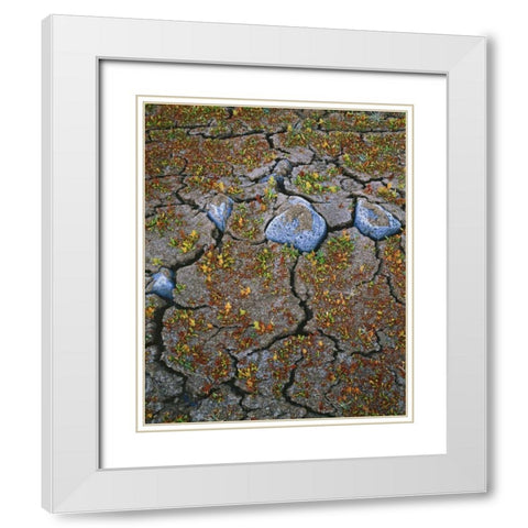 OR, Warner Valley Curly dock plants grow White Modern Wood Framed Art Print with Double Matting by Terrill, Steve
