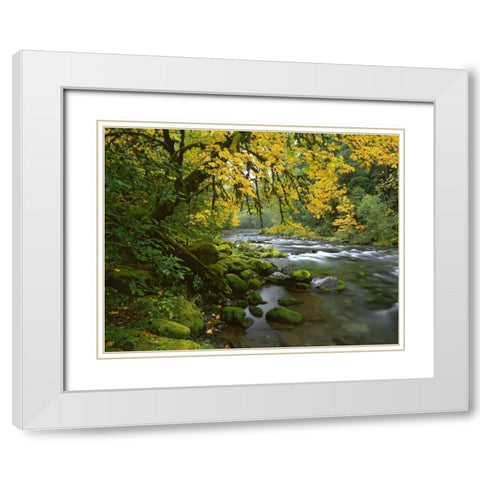 OR, Willamette Bigleaf maple by McKenzie River White Modern Wood Framed Art Print with Double Matting by Terrill, Steve