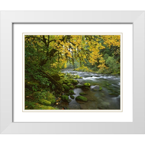 OR, Willamette Bigleaf maple by McKenzie River White Modern Wood Framed Art Print with Double Matting by Terrill, Steve