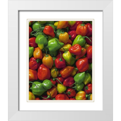 OR, Willamette Valley Fresh habanero peppers White Modern Wood Framed Art Print with Double Matting by Terrill, Steve