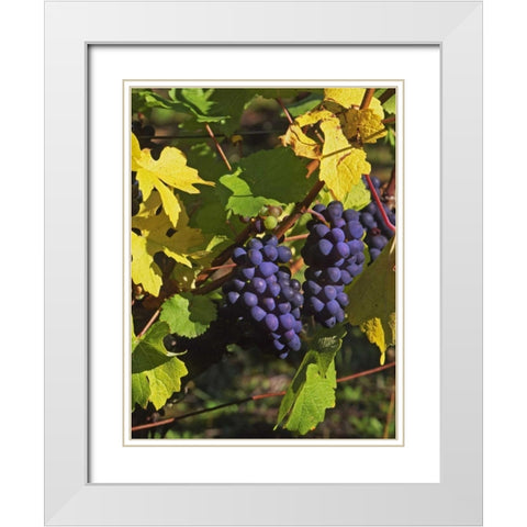 OR, Willamette Valley Pinot noir grapes White Modern Wood Framed Art Print with Double Matting by Terrill, Steve
