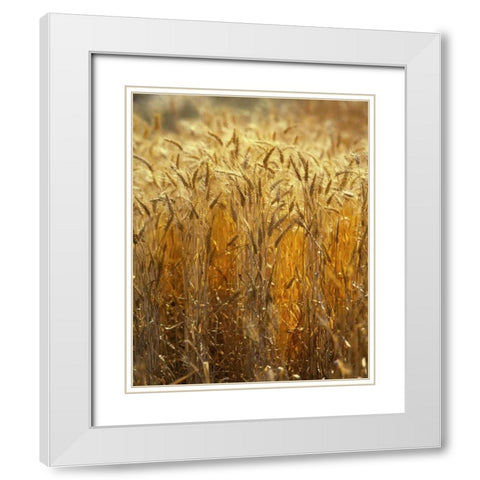 OR, Willamette Valley Ripe Wheat stalks White Modern Wood Framed Art Print with Double Matting by Terrill, Steve