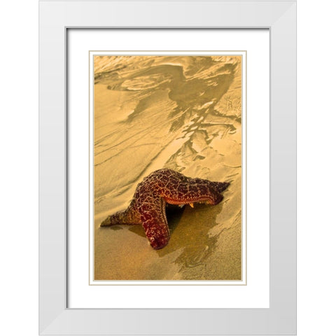 USA, Oregon Sea star moving on wet sand White Modern Wood Framed Art Print with Double Matting by Rotenberg, Nancy