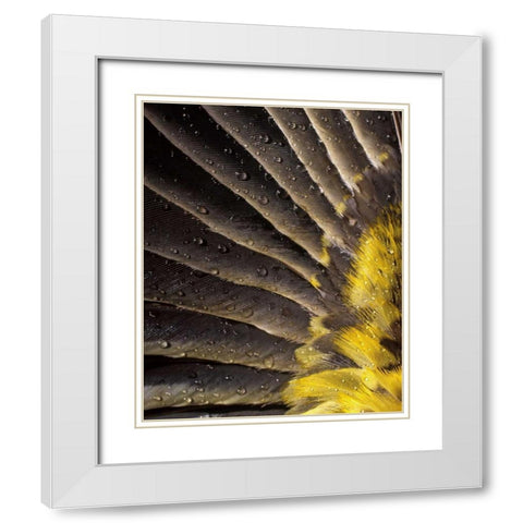 Oregon Water on underside of grosbeak feather White Modern Wood Framed Art Print with Double Matting by Terrill, Steve