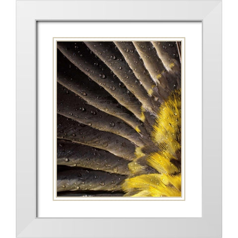 Oregon Water on underside of grosbeak feather White Modern Wood Framed Art Print with Double Matting by Terrill, Steve
