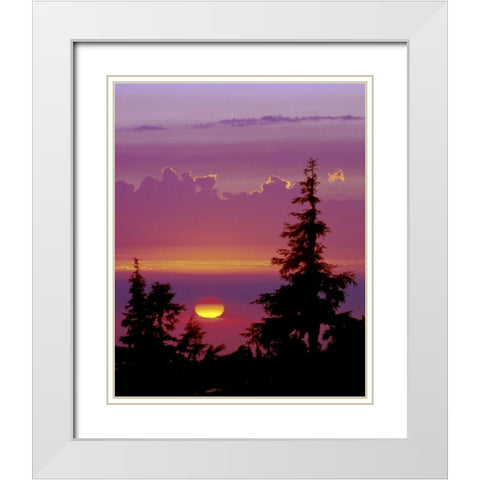 Oregon, Mt Hood Pine trees silhouetted by sunset White Modern Wood Framed Art Print with Double Matting by Kelley, David