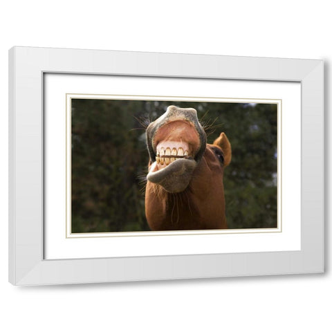 OR, Seneca A horse showing his teeth White Modern Wood Framed Art Print with Double Matting by Kaveney, Wendy