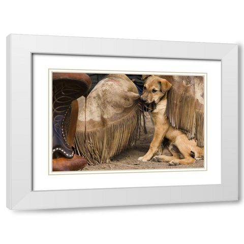OR, Seneca A puppy chewing cowboys chaps White Modern Wood Framed Art Print with Double Matting by Kaveney, Wendy