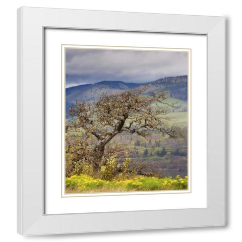 OR, Columbia Gorge, Tom McCall Preserve Oak tree White Modern Wood Framed Art Print with Double Matting by Paulson, Don