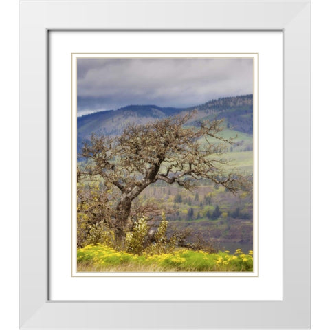 OR, Columbia Gorge, Tom McCall Preserve Oak tree White Modern Wood Framed Art Print with Double Matting by Paulson, Don