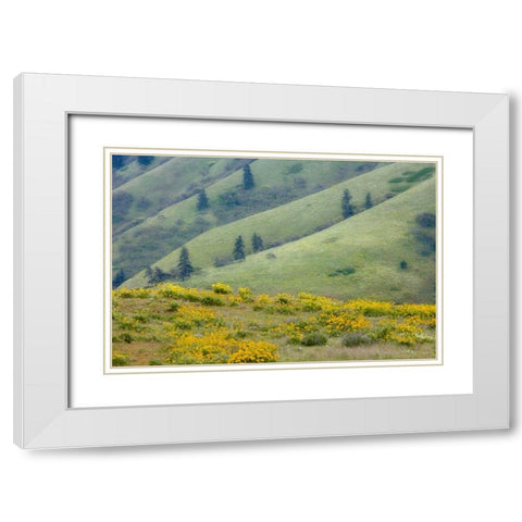 OR, Columbia Gorge Green hills with balsamroot White Modern Wood Framed Art Print with Double Matting by Paulson, Don