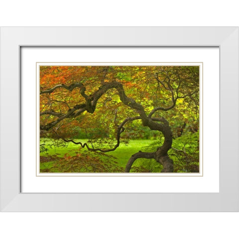 OR, Salem Dramatically contorted Japanese maple White Modern Wood Framed Art Print with Double Matting by Paulson, Don