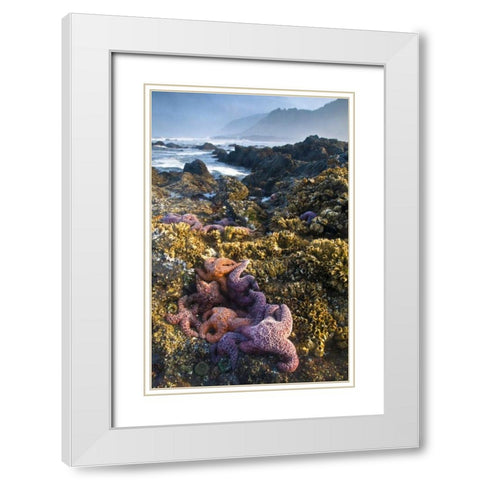 OR, Strawberry Hill Starfish at low tide  White Modern Wood Framed Art Print with Double Matting by Rotenberg, Nancy