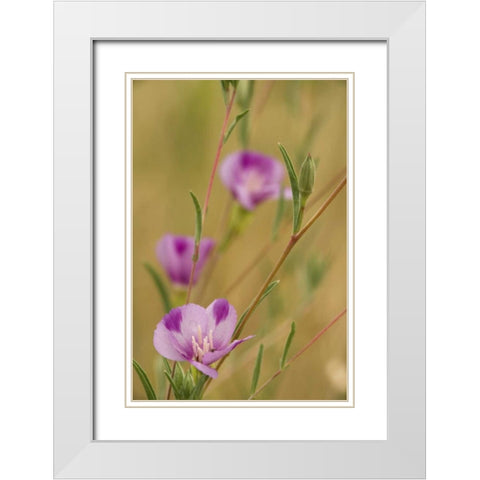 Oregon, Medford Farewell-to-spring wildflowers White Modern Wood Framed Art Print with Double Matting by Paulson, Don