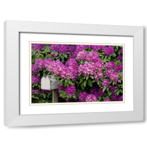 OR,Salem Rhododendrons surround mailbox White Modern Wood Framed Art Print with Double Matting by Paulson, Don