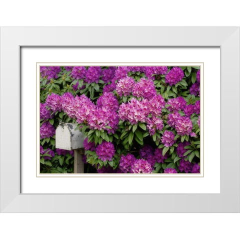 OR,Salem Rhododendrons surround mailbox White Modern Wood Framed Art Print with Double Matting by Paulson, Don