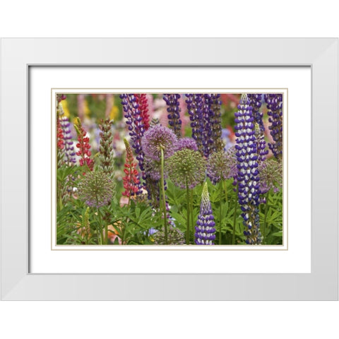 Oregon,Salem Flowers at Schreiners Iris Garden White Modern Wood Framed Art Print with Double Matting by Paulson, Don