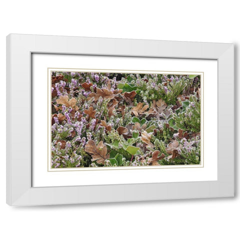OR, Portland Frost on heather shrub in garden White Modern Wood Framed Art Print with Double Matting by Terrill, Steve