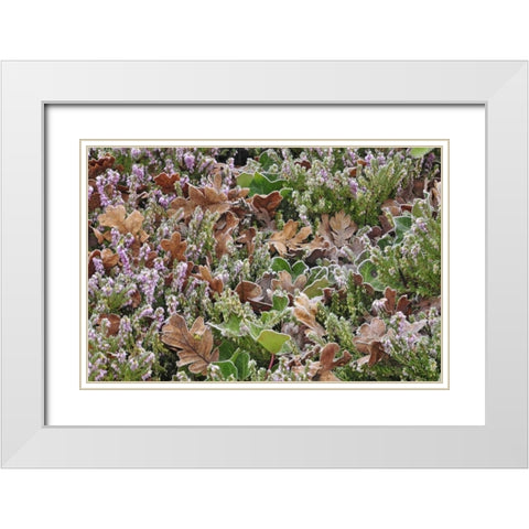 OR, Portland Frost on heather shrub in garden White Modern Wood Framed Art Print with Double Matting by Terrill, Steve