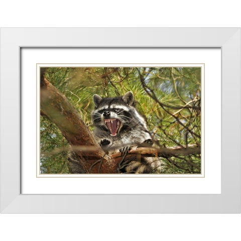OR, Portland Raccoon yawns in a tree limb White Modern Wood Framed Art Print with Double Matting by Terrill, Steve