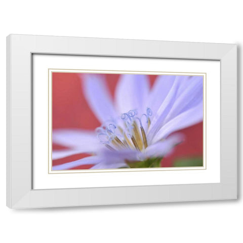 Oregon, Portland Close-up of wild chicory flower White Modern Wood Framed Art Print with Double Matting by Terrill, Steve