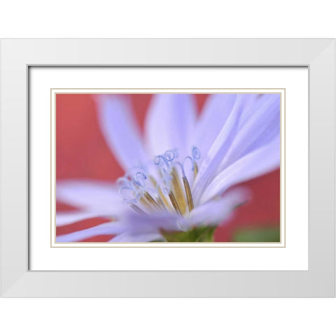 Oregon, Portland Close-up of wild chicory flower White Modern Wood Framed Art Print with Double Matting by Terrill, Steve