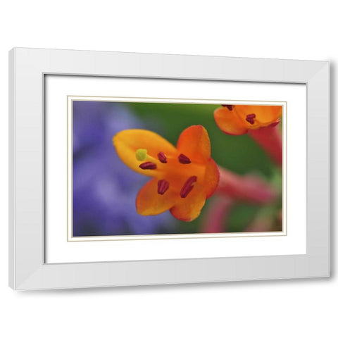 Oregon, Portland Coral honeysuckle flowers White Modern Wood Framed Art Print with Double Matting by Terrill, Steve