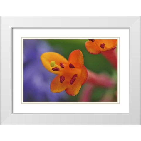 Oregon, Portland Coral honeysuckle flowers White Modern Wood Framed Art Print with Double Matting by Terrill, Steve