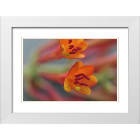 Oregon, Portland Coral honeysuckle flowers White Modern Wood Framed Art Print with Double Matting by Terrill, Steve
