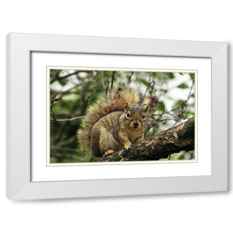 OR, Portland Gray squirrel resting on branch White Modern Wood Framed Art Print with Double Matting by Terrill, Steve