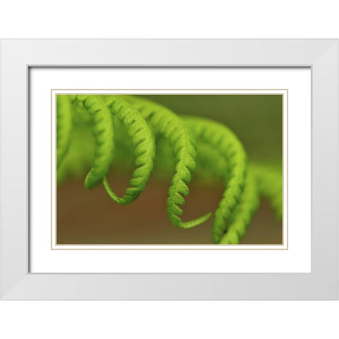 Oregon, Mt Hood NF Lady fern leaves unfurling White Modern Wood Framed Art Print with Double Matting by Terrill, Steve