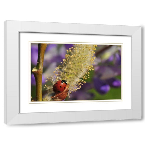 OR, Portland Ladybug on pussy willow bloom White Modern Wood Framed Art Print with Double Matting by Terrill, Steve