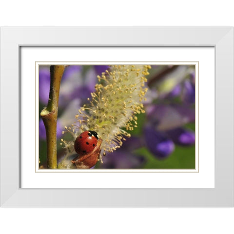 OR, Portland Ladybug on pussy willow bloom White Modern Wood Framed Art Print with Double Matting by Terrill, Steve