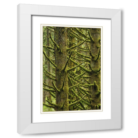 OR, Silver Falls Moss-draped Douglas fir trees White Modern Wood Framed Art Print with Double Matting by Terrill, Steve