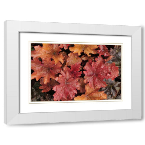 OR, Portland Foliage of peach flambe heuchera White Modern Wood Framed Art Print with Double Matting by Terrill, Steve
