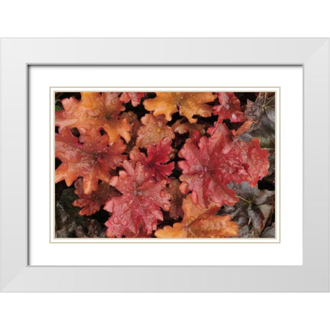 OR, Portland Foliage of peach flambe heuchera White Modern Wood Framed Art Print with Double Matting by Terrill, Steve