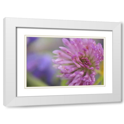 Oregon, Portland Close-up of pink clover bloom White Modern Wood Framed Art Print with Double Matting by Terrill, Steve