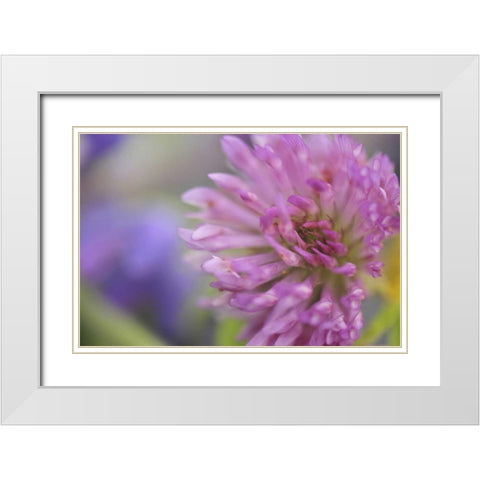 Oregon, Portland Close-up of pink clover bloom White Modern Wood Framed Art Print with Double Matting by Terrill, Steve