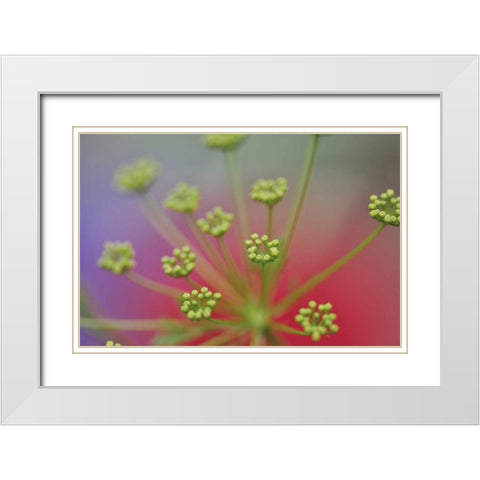 Oregon, Portland Queen Annes lace wildflower White Modern Wood Framed Art Print with Double Matting by Terrill, Steve