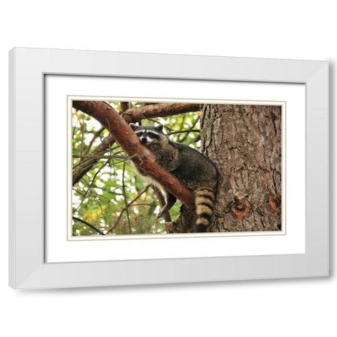 OR, Portland Raccoon resting on limb of tree White Modern Wood Framed Art Print with Double Matting by Terrill, Steve