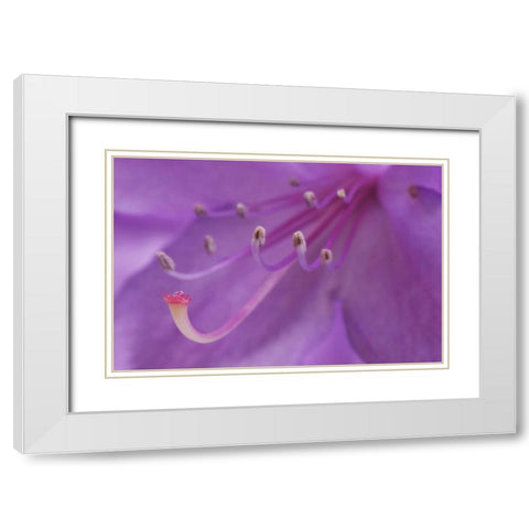Oregon, Portland A rhododendron flower in garden White Modern Wood Framed Art Print with Double Matting by Terrill, Steve
