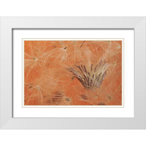 Oregon, Portland Close-up of salsify seed head White Modern Wood Framed Art Print with Double Matting by Terrill, Steve