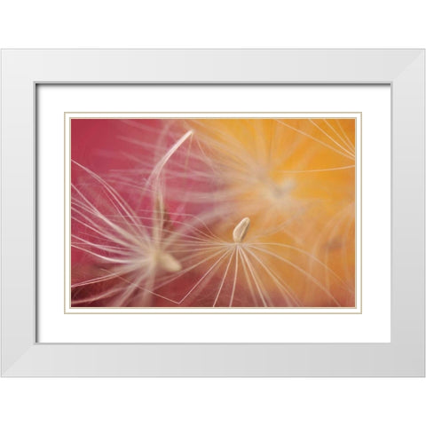 Oregon, Portland Close-up of salsify seed head White Modern Wood Framed Art Print with Double Matting by Terrill, Steve