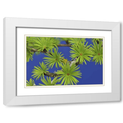 Oregon, Portland Young tamarack tree needles White Modern Wood Framed Art Print with Double Matting by Terrill, Steve