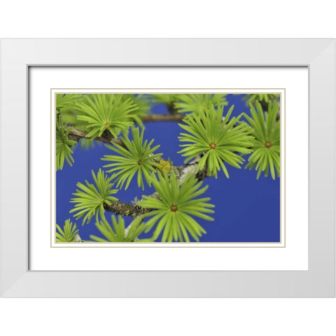 Oregon, Portland Young tamarack tree needles White Modern Wood Framed Art Print with Double Matting by Terrill, Steve