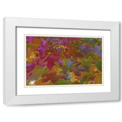 Oregon, Portland Sweet gum tree in autumn White Modern Wood Framed Art Print with Double Matting by Terrill, Steve