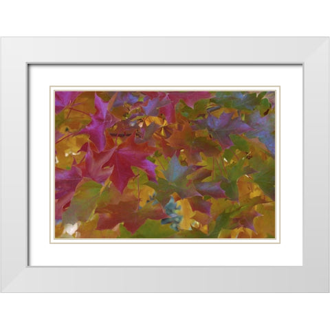 Oregon, Portland Sweet gum tree in autumn White Modern Wood Framed Art Print with Double Matting by Terrill, Steve