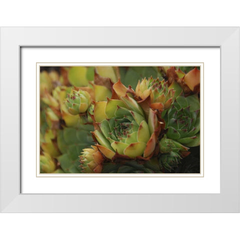 Oregon, Portland Close-up of succulent plants White Modern Wood Framed Art Print with Double Matting by Terrill, Steve
