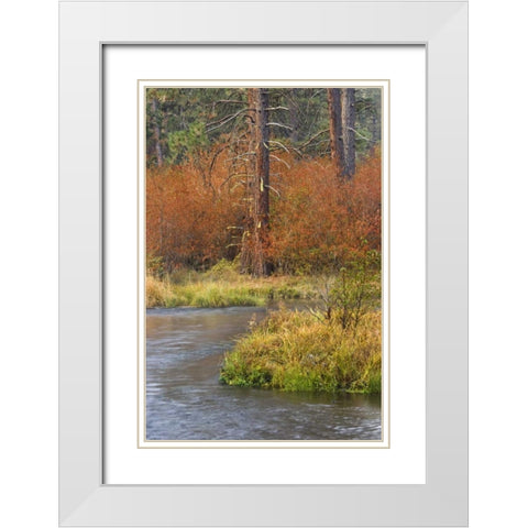 OR, Metolius River Fall along a stream bank White Modern Wood Framed Art Print with Double Matting by Paulson, Don
